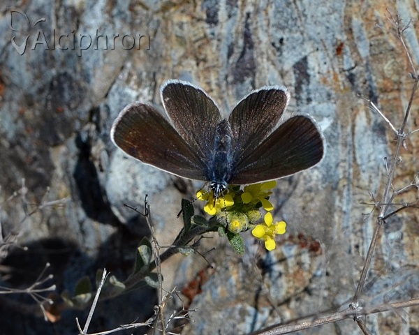 Glaucopsyche alexis