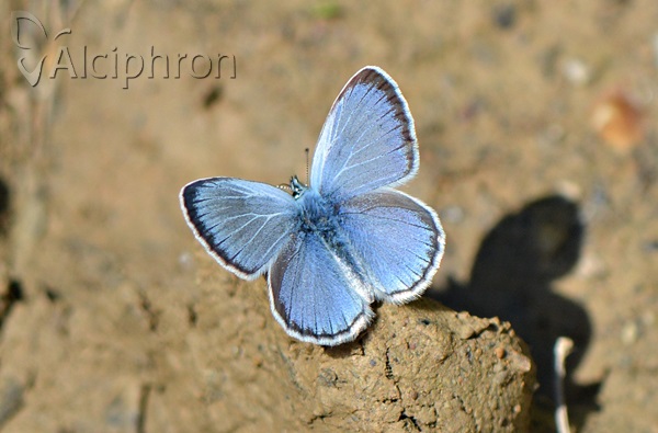 Glaucopsyche alexis