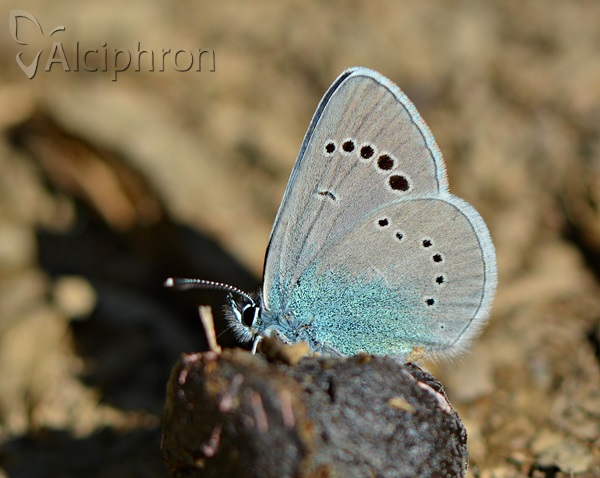 Glaucopsyche alexis