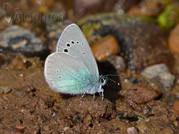 Glaucopsyche alexis