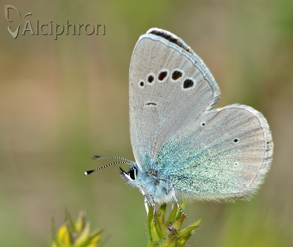 Glaucopsyche alexis