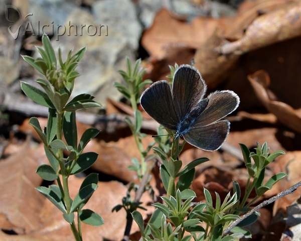 Glaucopsyche alexis