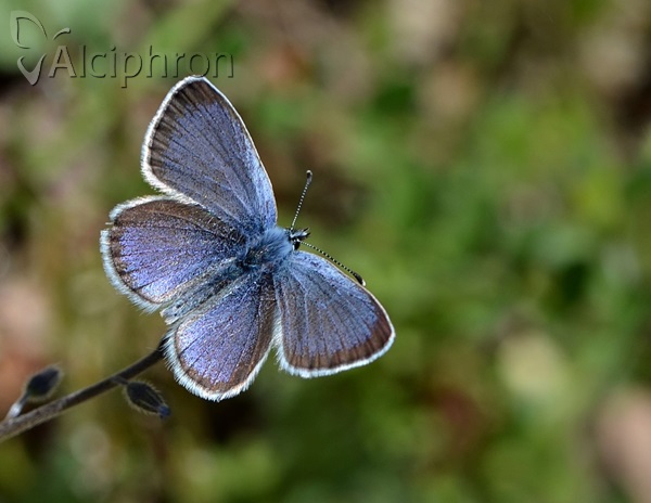Glaucopsyche alexis