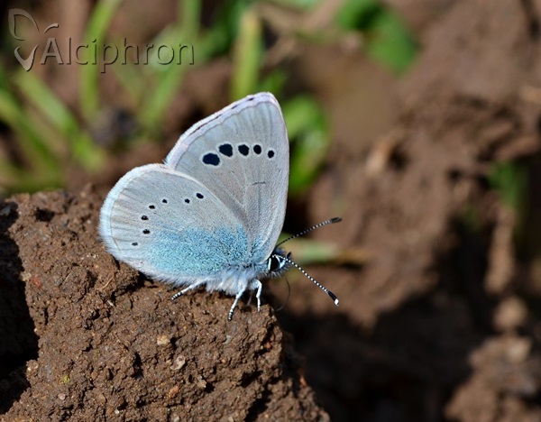 Glaucopsyche alexis