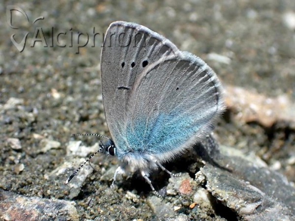 Glaucopsyche alexis