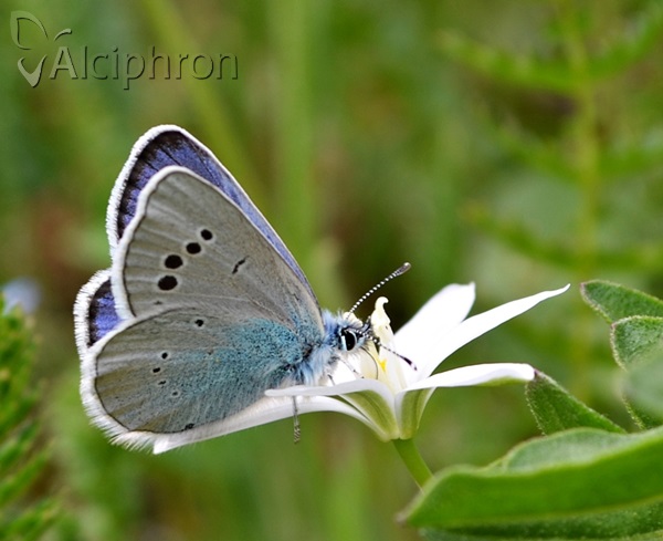 Glaucopsyche alexis