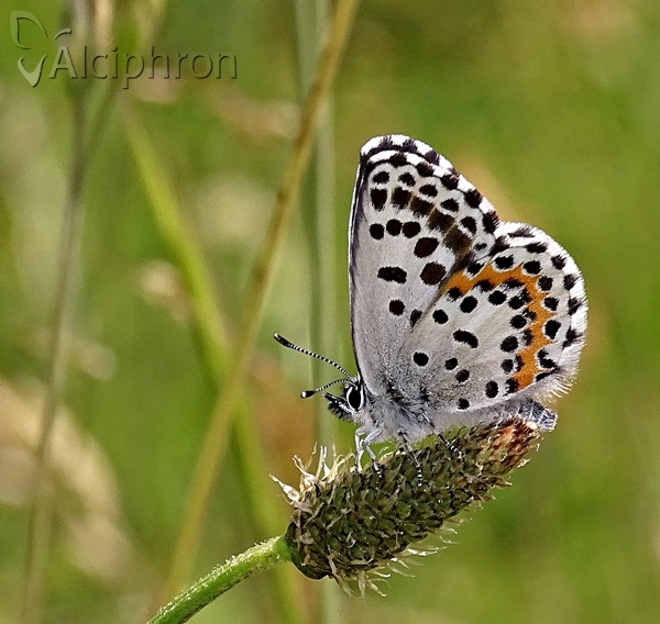 Scolitantides orion
