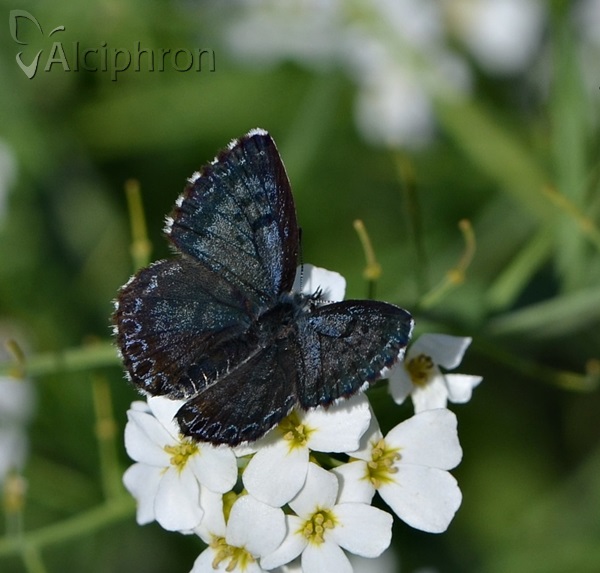 Scolitantides orion