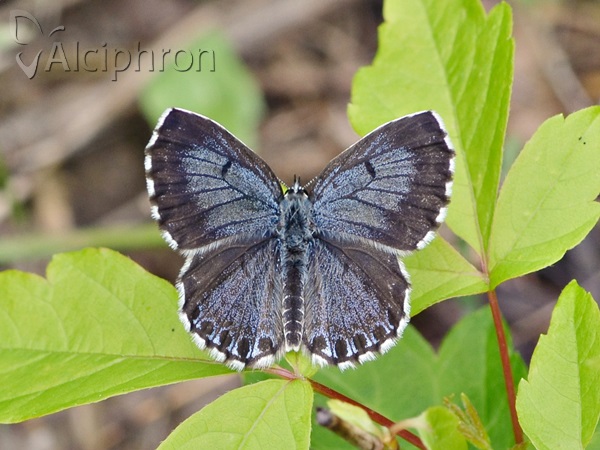 Scolitantides orion