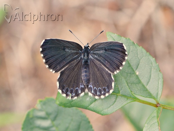 Scolitantides orion