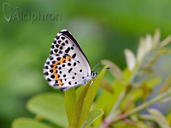 Scolitantides orion