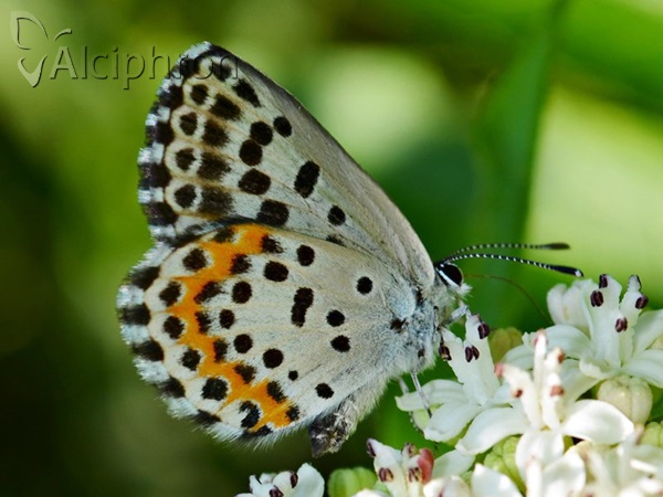 Scolitantides orion