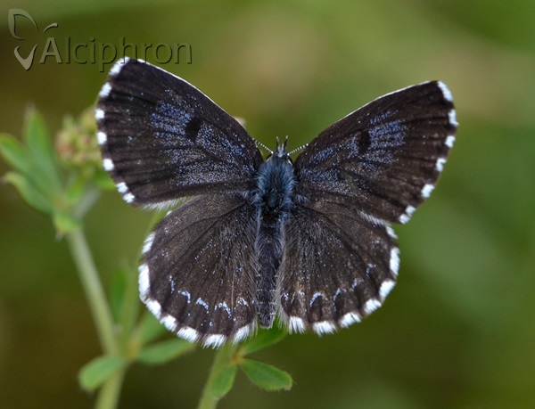 Scolitantides orion