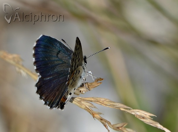 Scolitantides orion