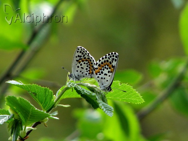 Scolitantides orion