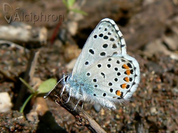 Pseudophilotes vicrama