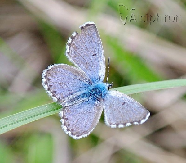 Pseudophilotes vicrama