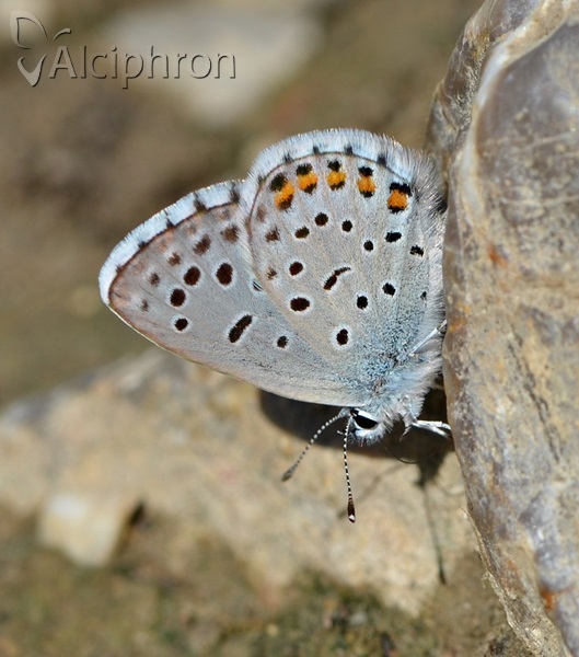 Pseudophilotes vicrama