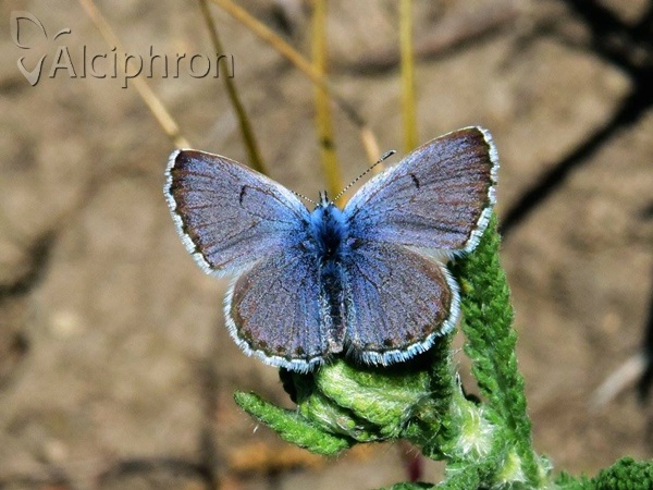 Pseudophilotes vicrama