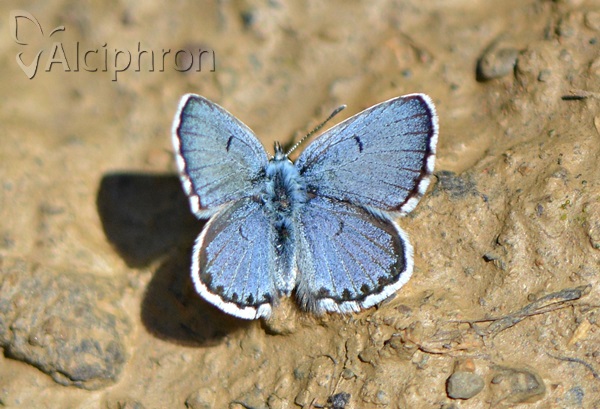 Pseudophilotes vicrama