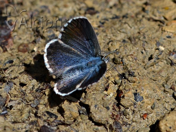 Pseudophilotes vicrama