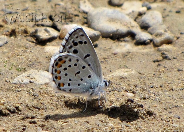 Pseudophilotes vicrama