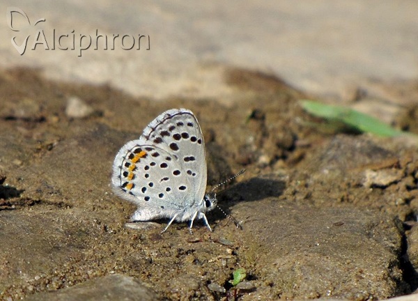 Pseudophilotes vicrama