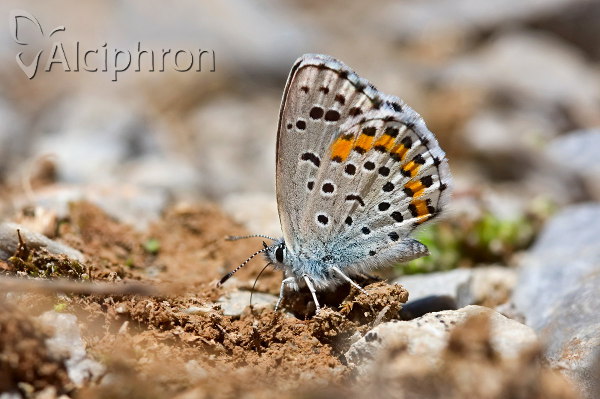 Pseudophilotes bavius