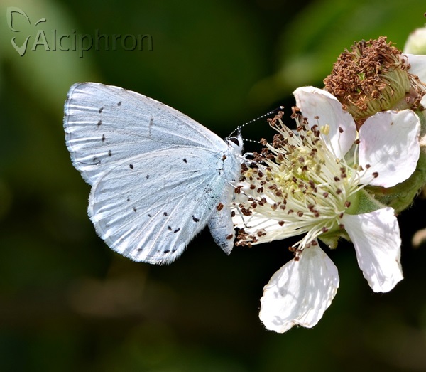 Celastrina argiolus