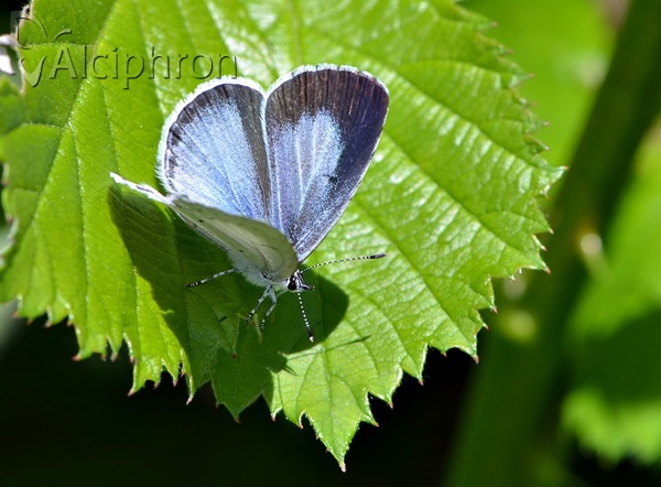 Celastrina argiolus