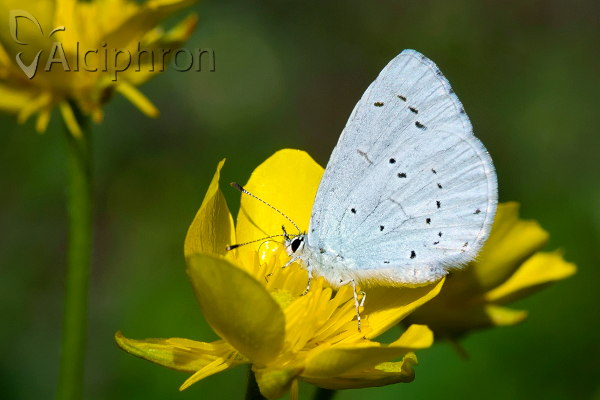 Celastrina argiolus