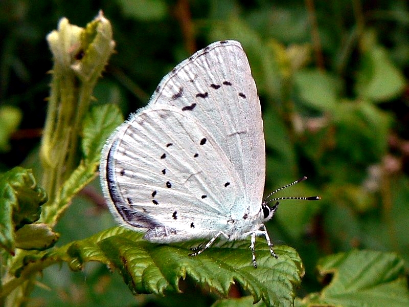 Celastrina argiolus
