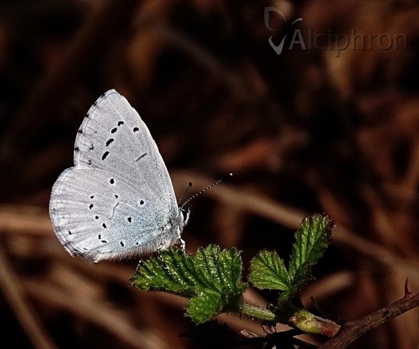 Celastrina argiolus