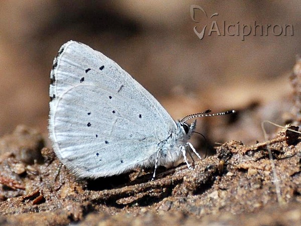Celastrina argiolus
