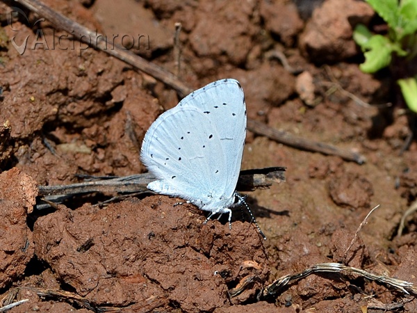 Celastrina argiolus