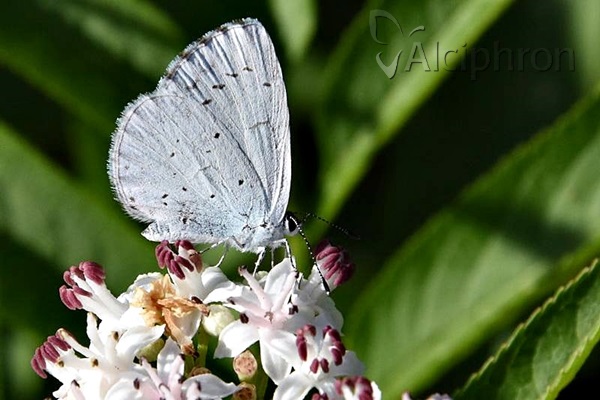 Celastrina argiolus