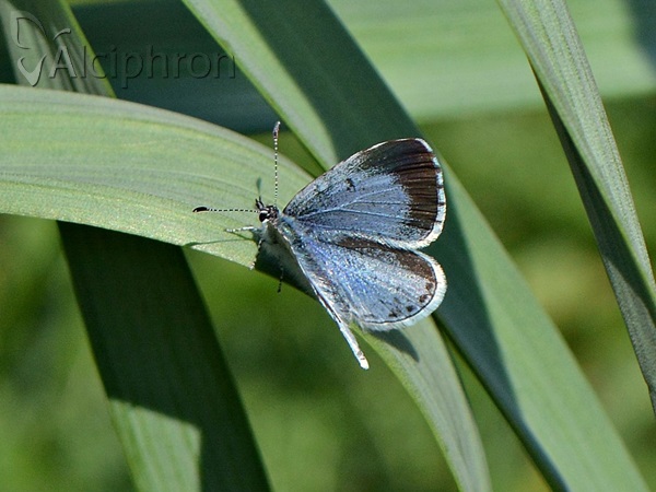 Celastrina argiolus