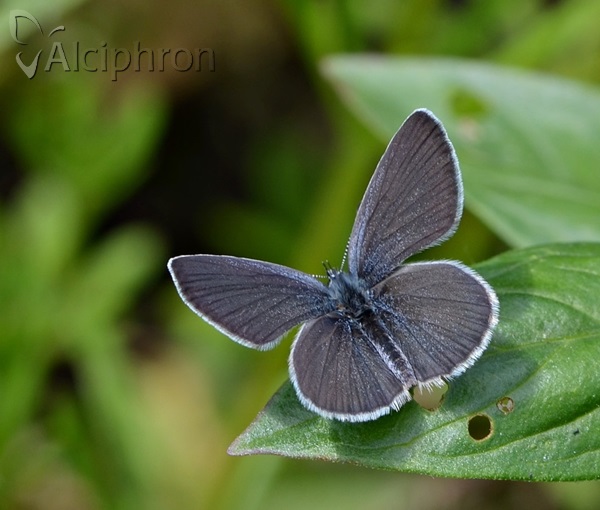 Cupido minimus