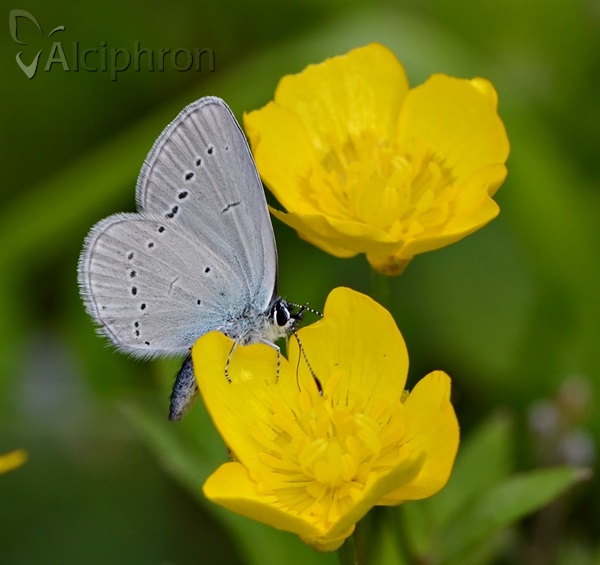 Cupido minimus