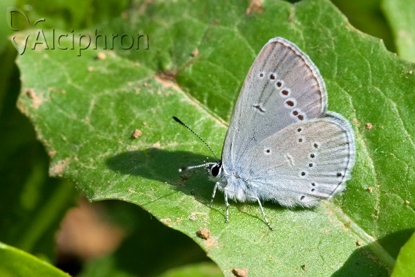 Cupido minimus