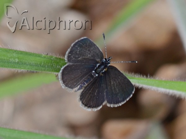 Cupido minimus
