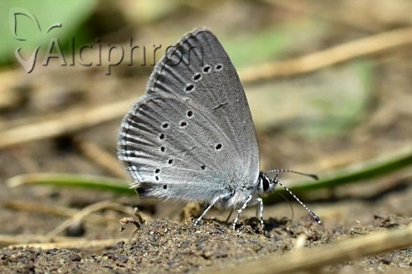 Cupido minimus