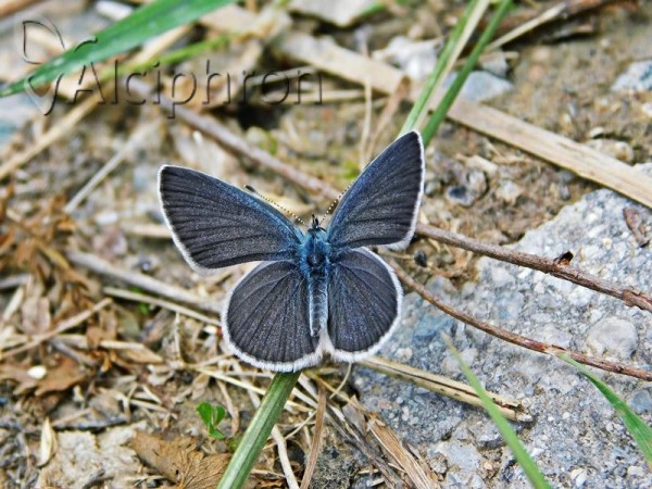 Cupido minimus