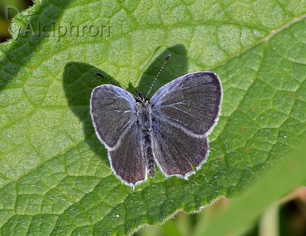 Cupido decoloratus