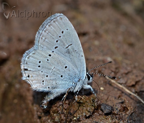 Cupido decoloratus