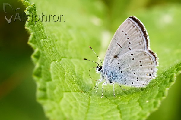 Cupido decoloratus