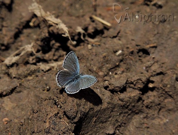 Cupido decoloratus