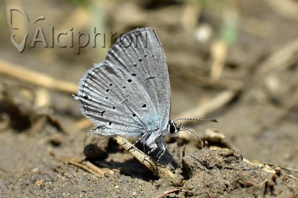 Cupido decoloratus
