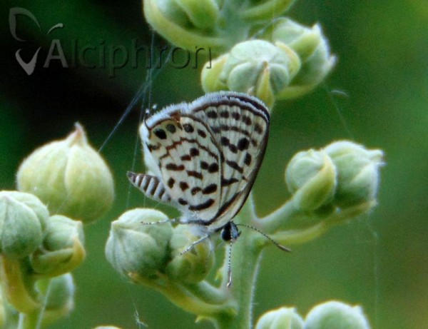 Tarucus balkanicus