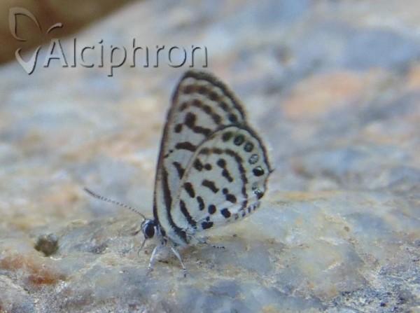 Tarucus balkanicus